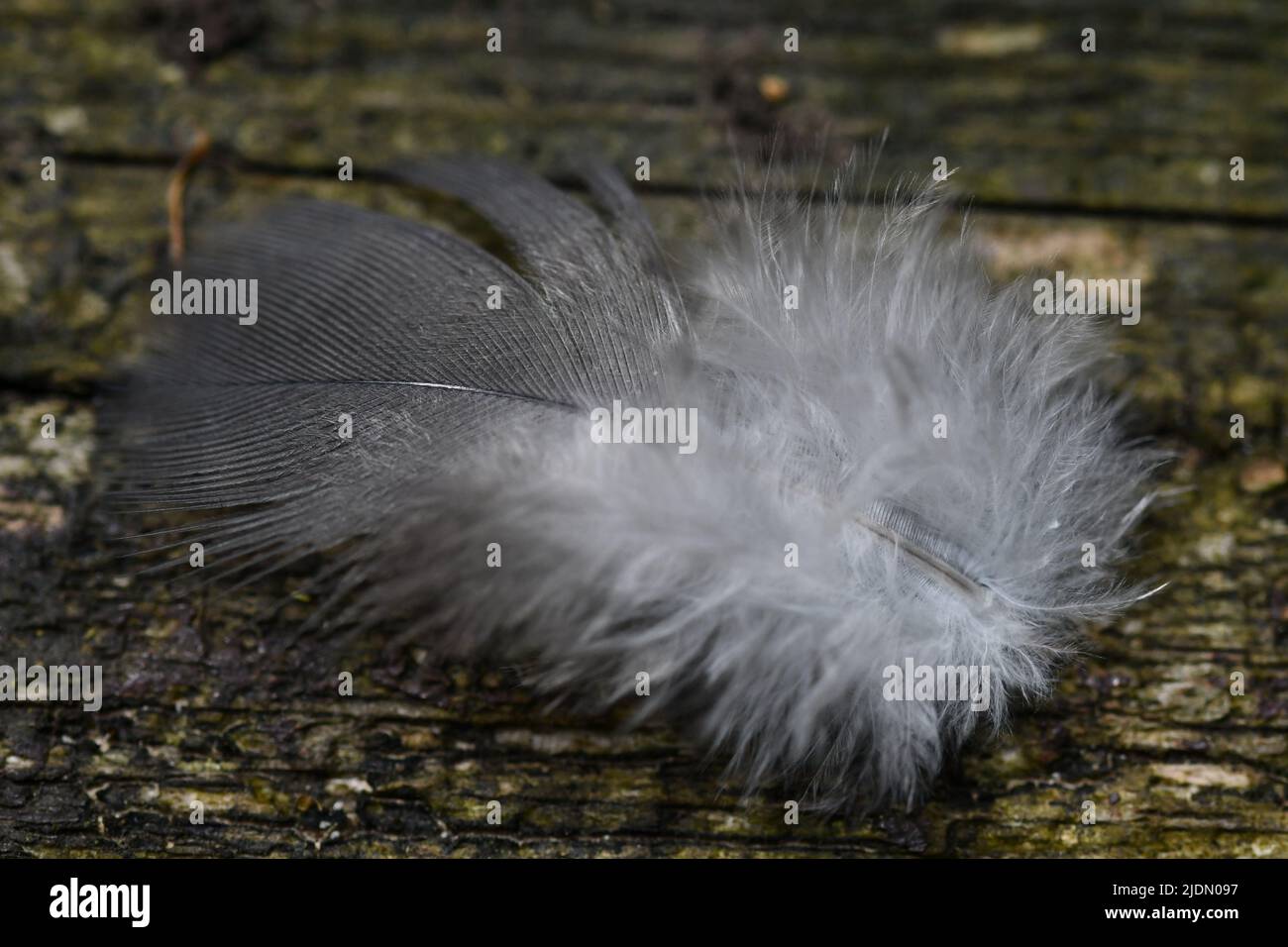Downy feather hires stock photography and images Alamy