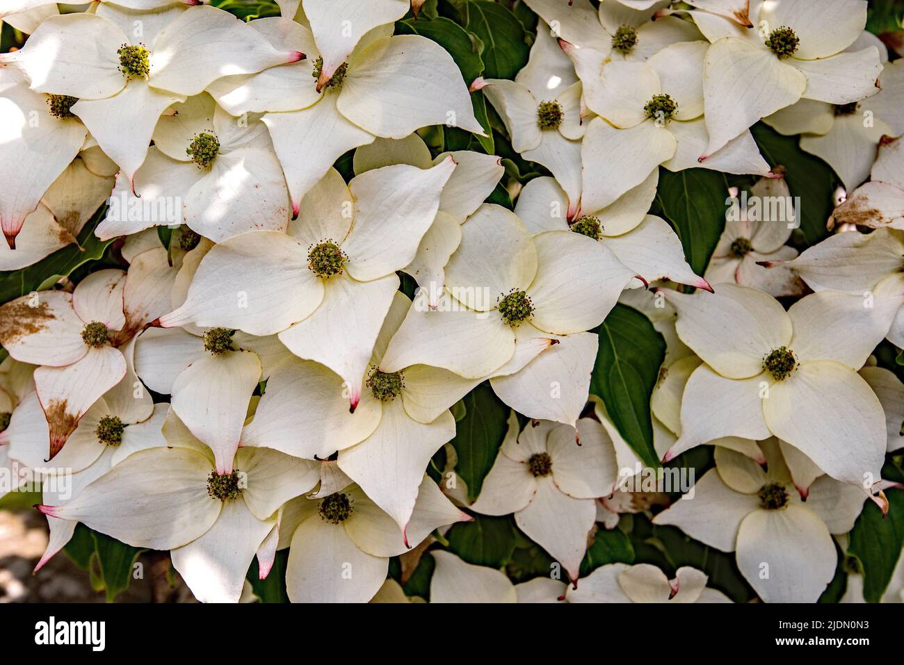 Cornus kousa, an ornamental flowering tree with showy white bracts (flowering June 2022 North Yorkshire) Stock Photo