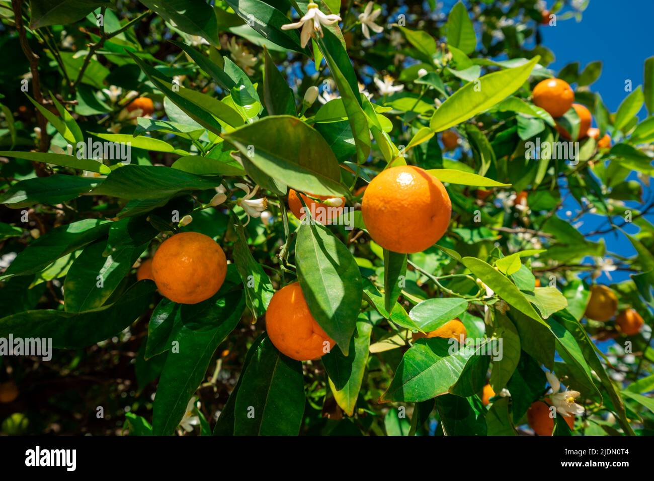 clementines ripening on tree against blue sky. Tangerine tree. Oranges