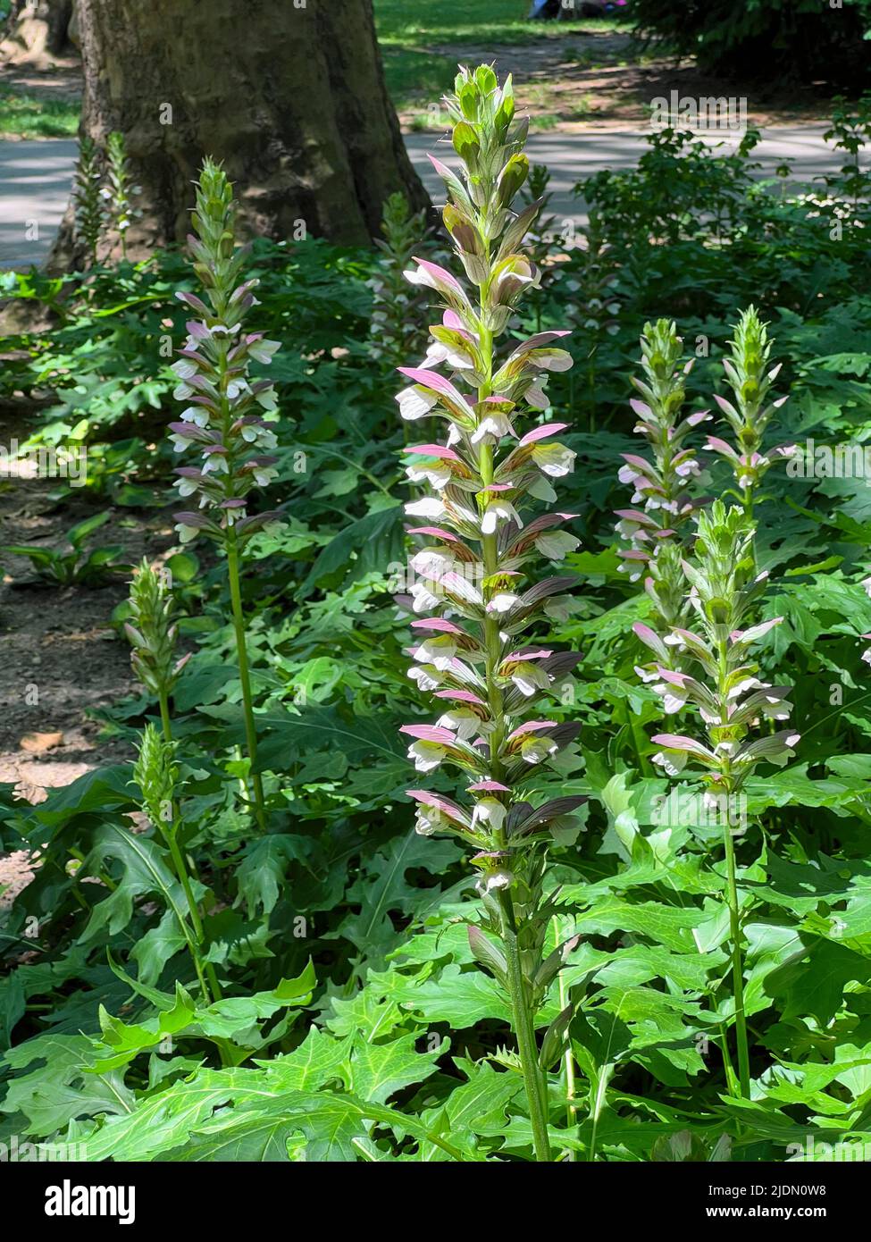 Acanthus hungaricus 'White Lips', commonly known as bear's breeches Stock Photo