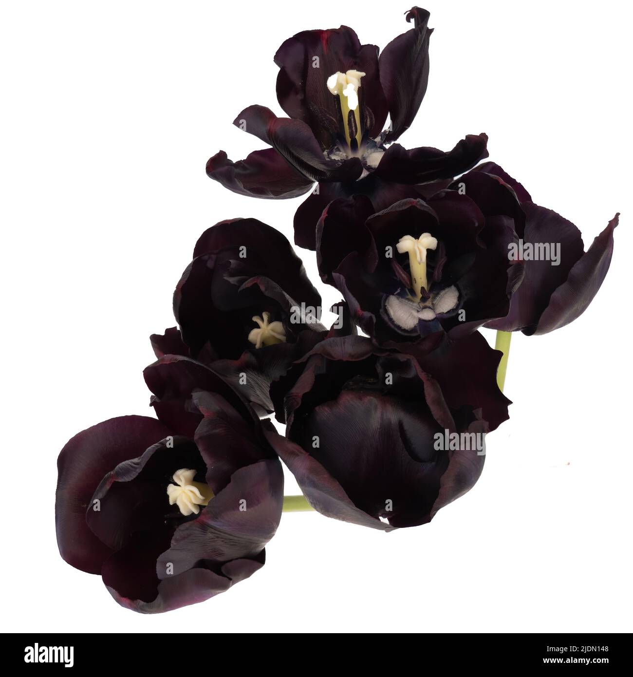 Black tulip flowers viewed from overhead, isolated on white Stock Photo