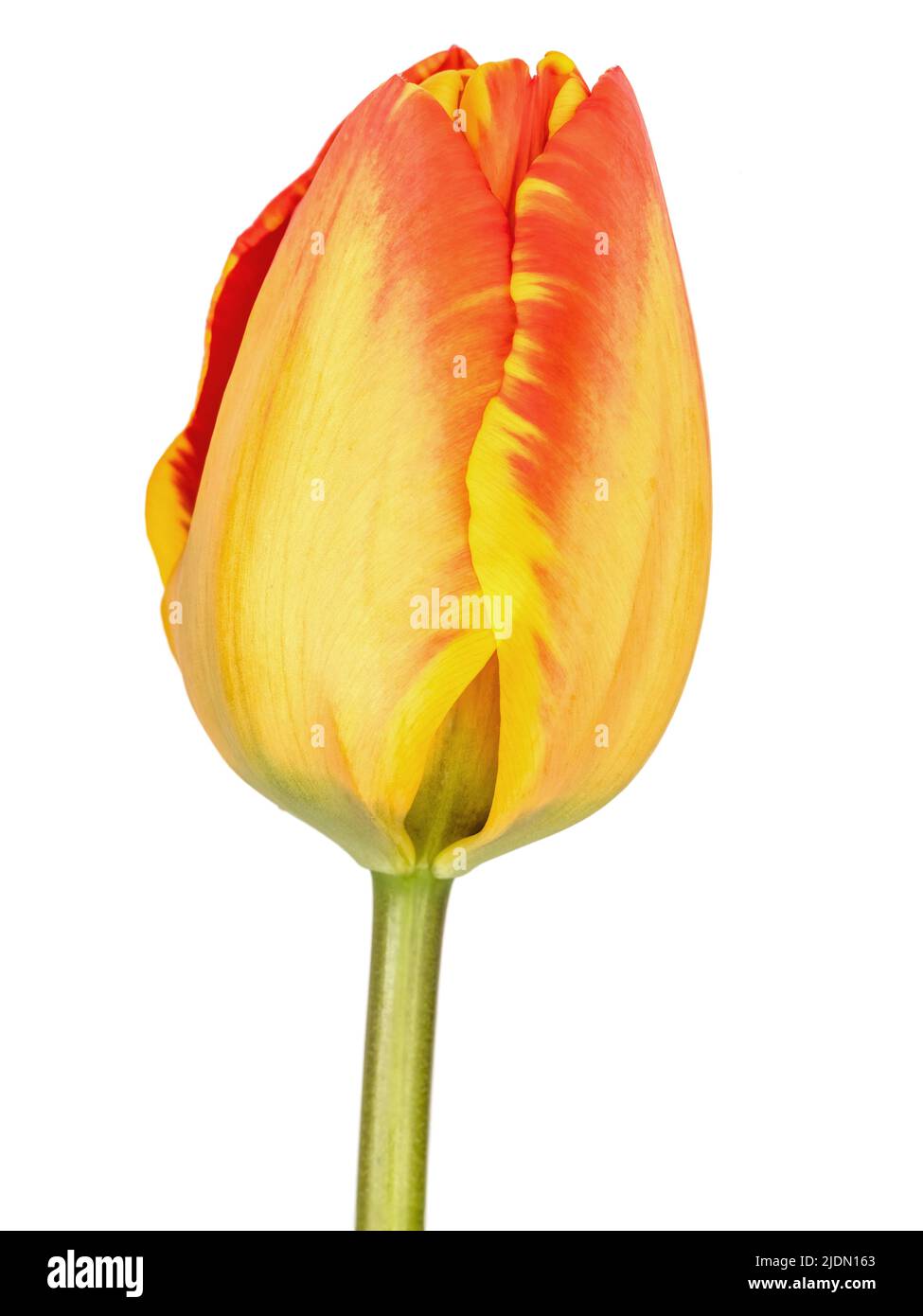 Red and yellow tulip flower closeup and isolated on white Stock Photo ...