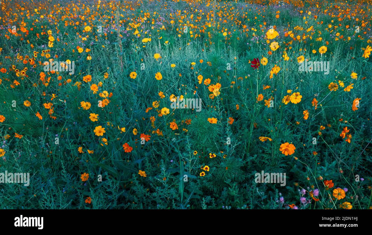 Panoramic of colourful pollinator habitat in Southeast Michigan, USA Stock Photo