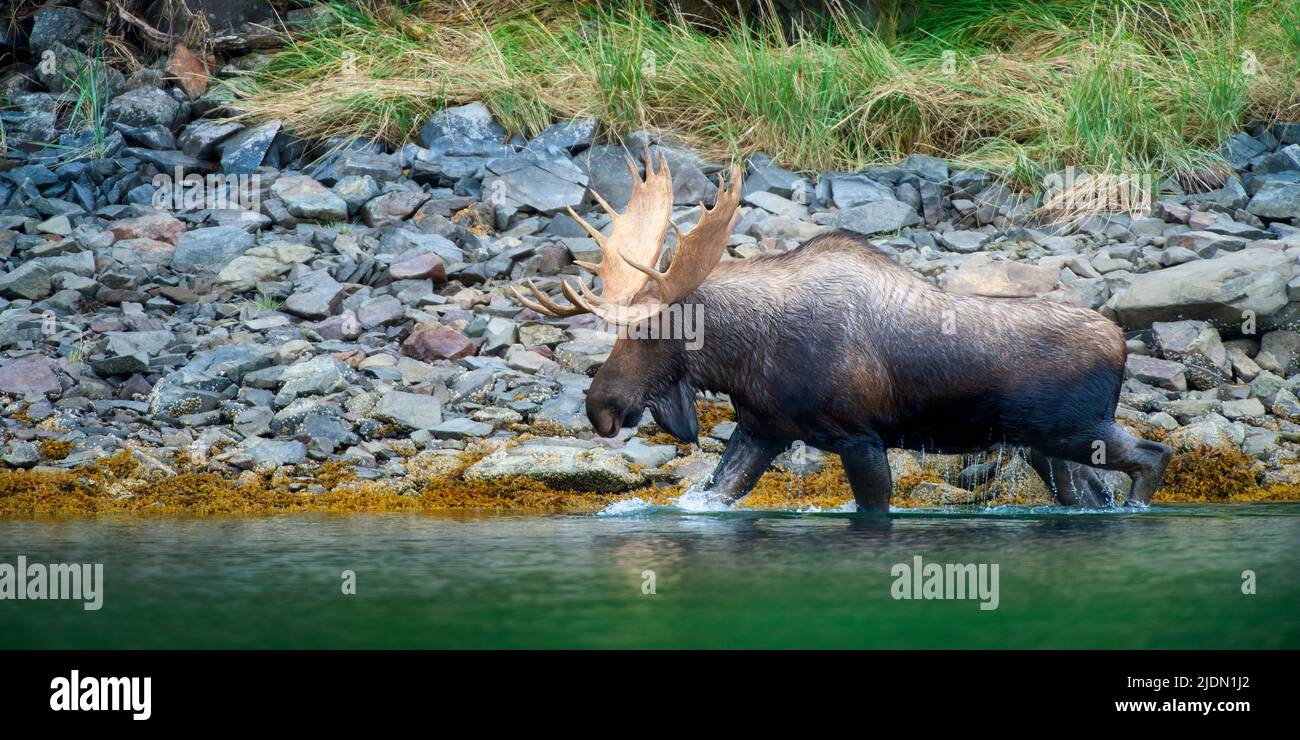Bull Moose wading shoreline, Geographic Harbor, Katmai National Park, Alaska Stock Photo