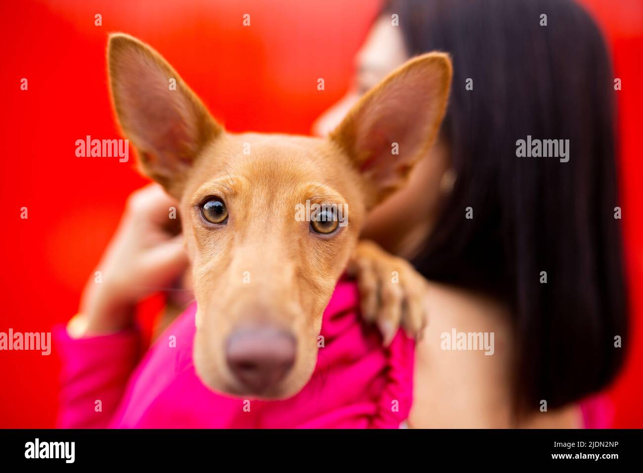 Young brunette woman holding a young brown dog on her arms against a red background Stock Photo