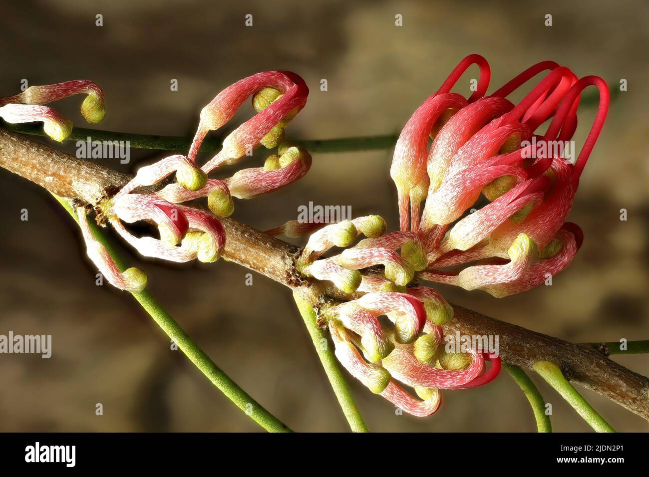 Flowers of Bird Beak Hakea (Hakea orthorrhyncha) on stem. Australian native plant. Stock Photo