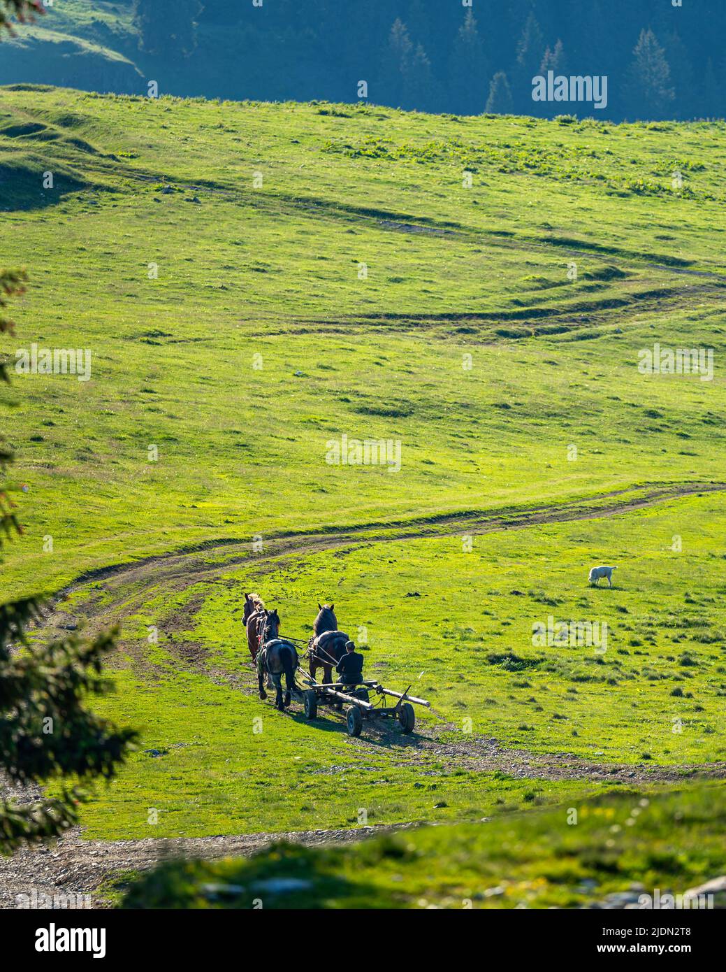 A farmer riding on a cart pulled by the horses. Rodna Mountains, Romania. Stock Photo