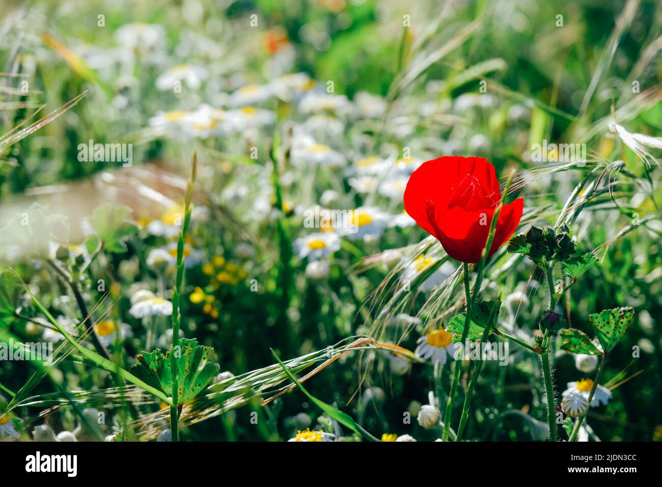 Red Poppy flower and chamomiles in the field. Summer nature Stock Photo ...