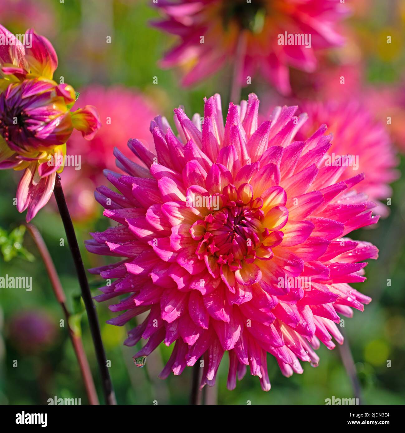 Blooming dahlias in a closeup Stock Photo - Alamy