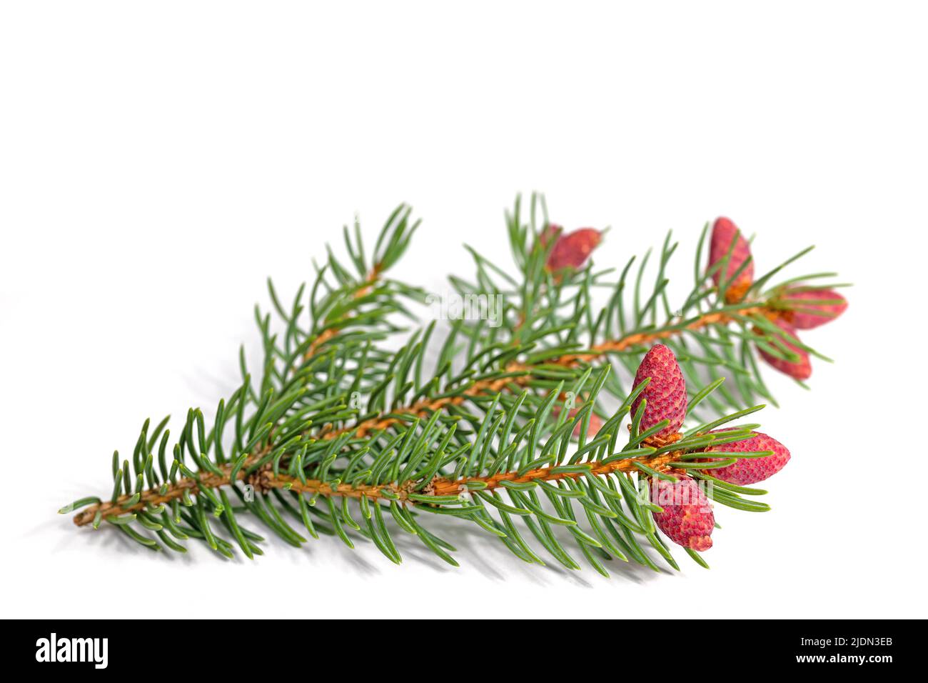Spruce blossoms isolated against white background Stock Photo