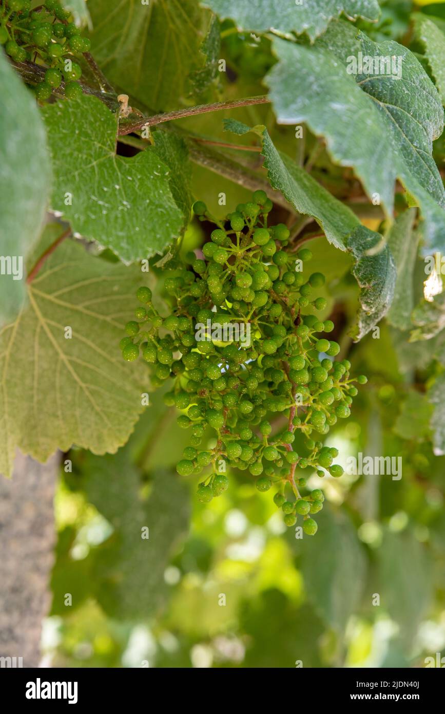 bunches of albariño grapes typical of Galicia, Spain after phytosanitary treatment. Stock Photo