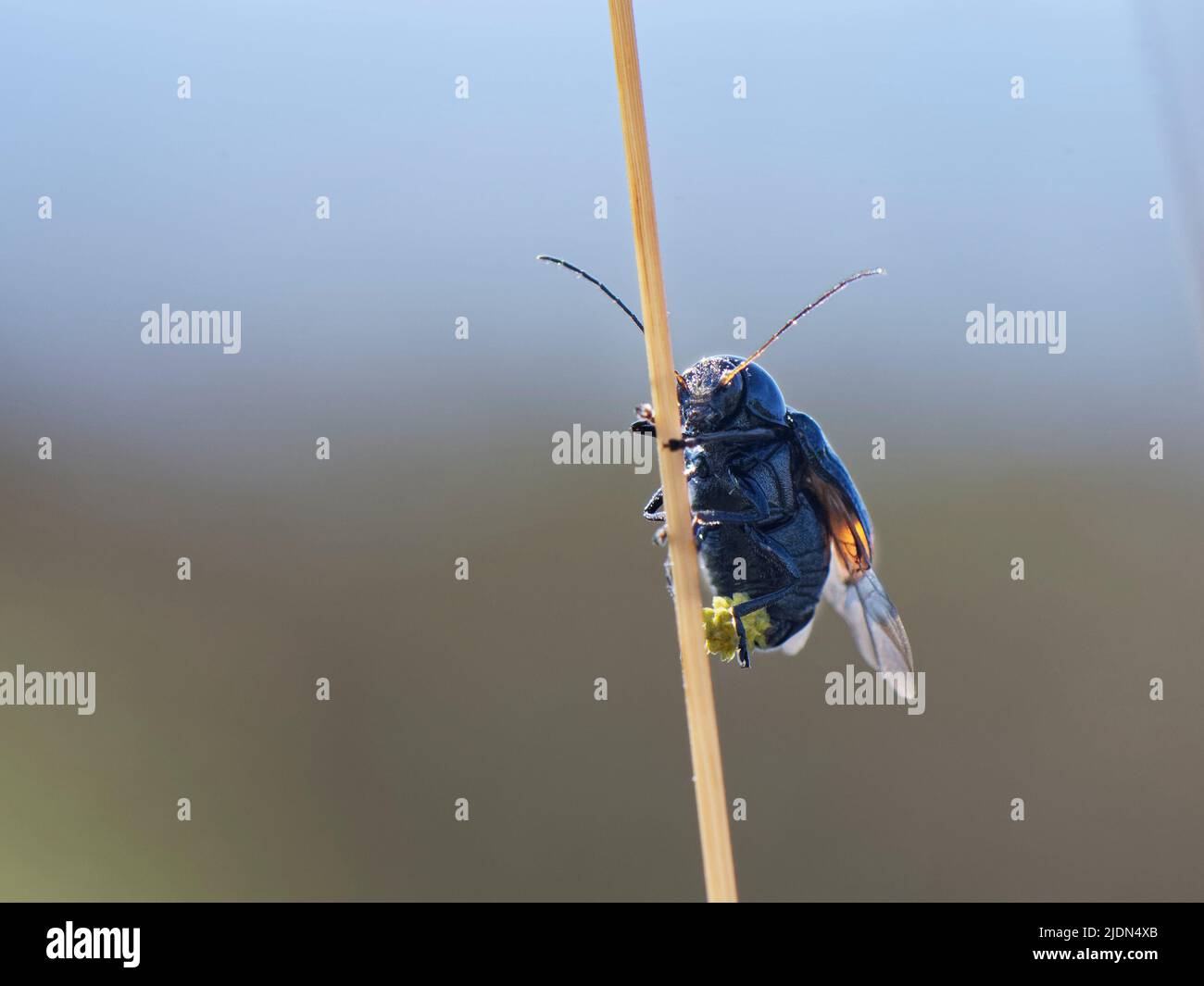 Pot beetle (Cryptocephalus biguttatus), a very rare beetle in the UK, Godlingston Heath, Dorset, UK, July. Stock Photo