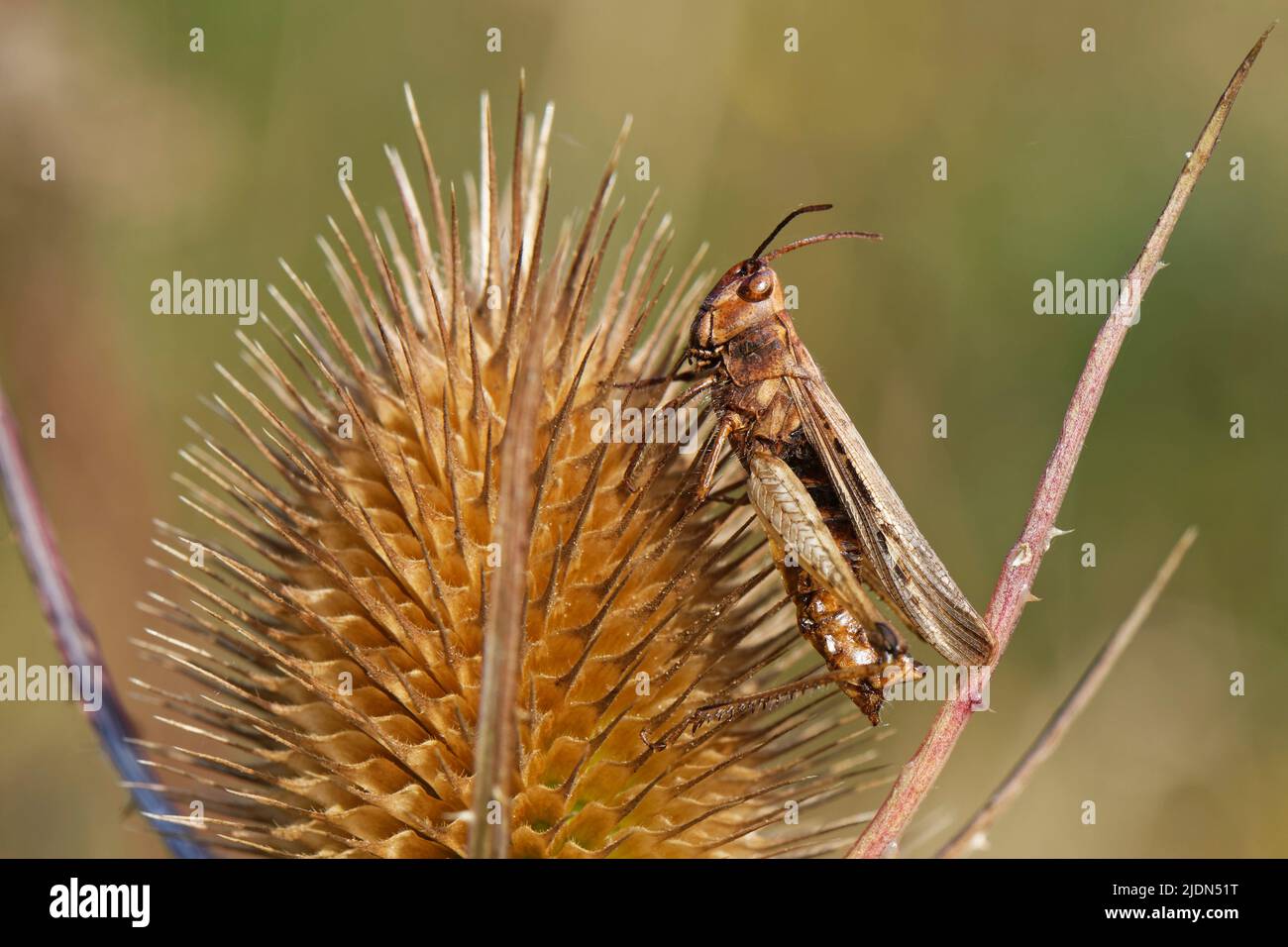 Field grasshopper (Chorthippus brunneus) killed by a pathogenic fungus (Entomophaga grylli) clinging to a Teasel plant where spores will disperse from Stock Photo