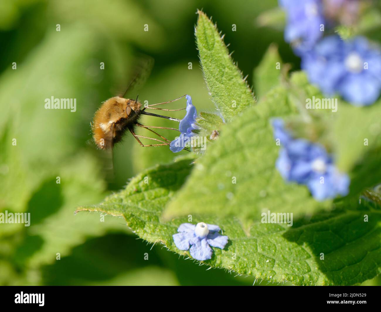 Dotted bee fly (Bombylius discolor) hovering and nectaring from a Green alkanet (Pentaglottis sempervirens) flower, Bath, UK, April. Stock Photo