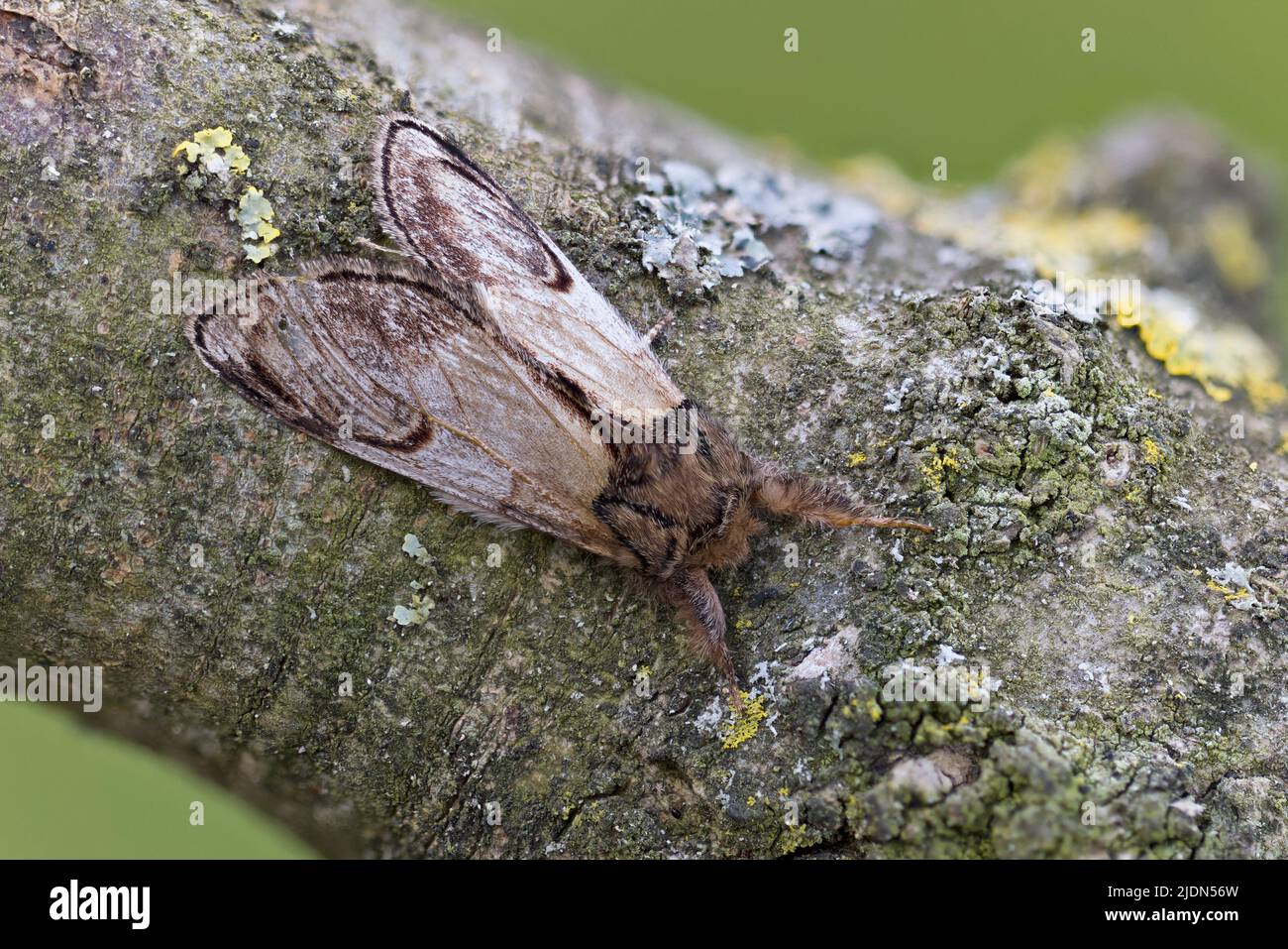 Pebble Prominent (Notodonta ziczac) moth Somerset GB UK June 2022 Stacked photograph Stock Photo
