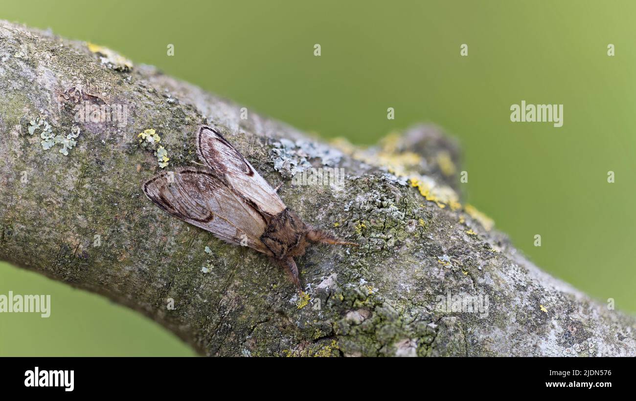 Pebble Prominent (Notodonta ziczac) moth Somerset GB UK June 2022 Stacked photograph Stock Photo