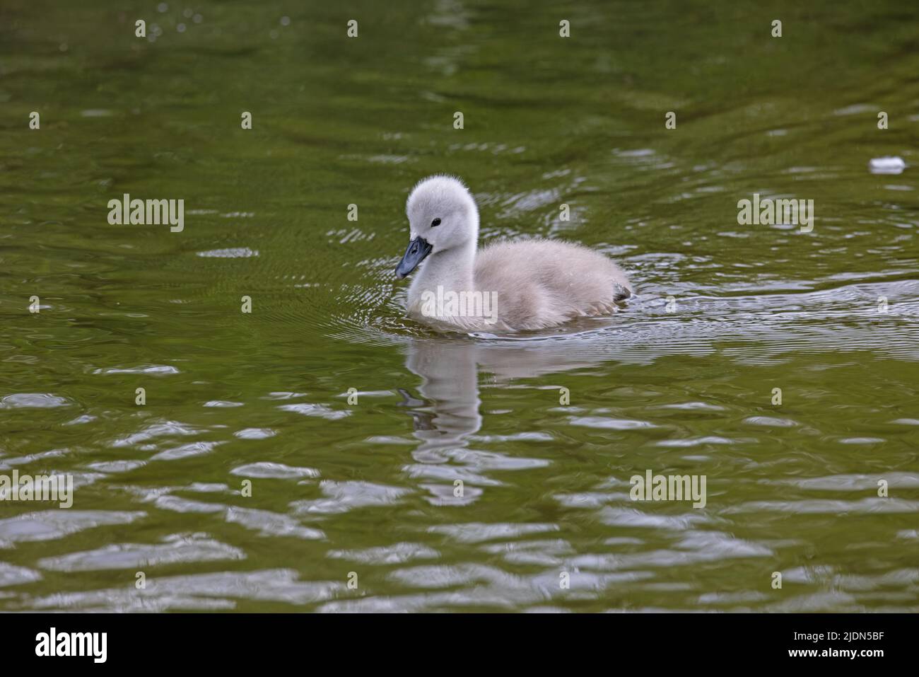 Gb swan hires stock photography and images Alamy