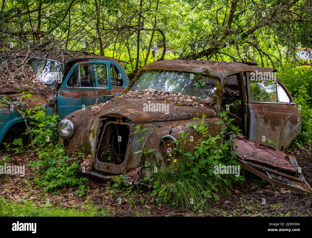 Car wrecks, old cars in Ivan´s Junkyard cementery in Båstnäs, southern