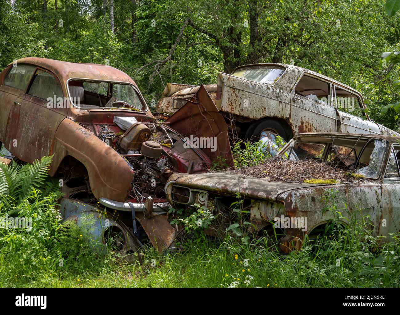 Car wrecks, old cars in Ivan´s Junkyard cementery in Båstnäs, southern