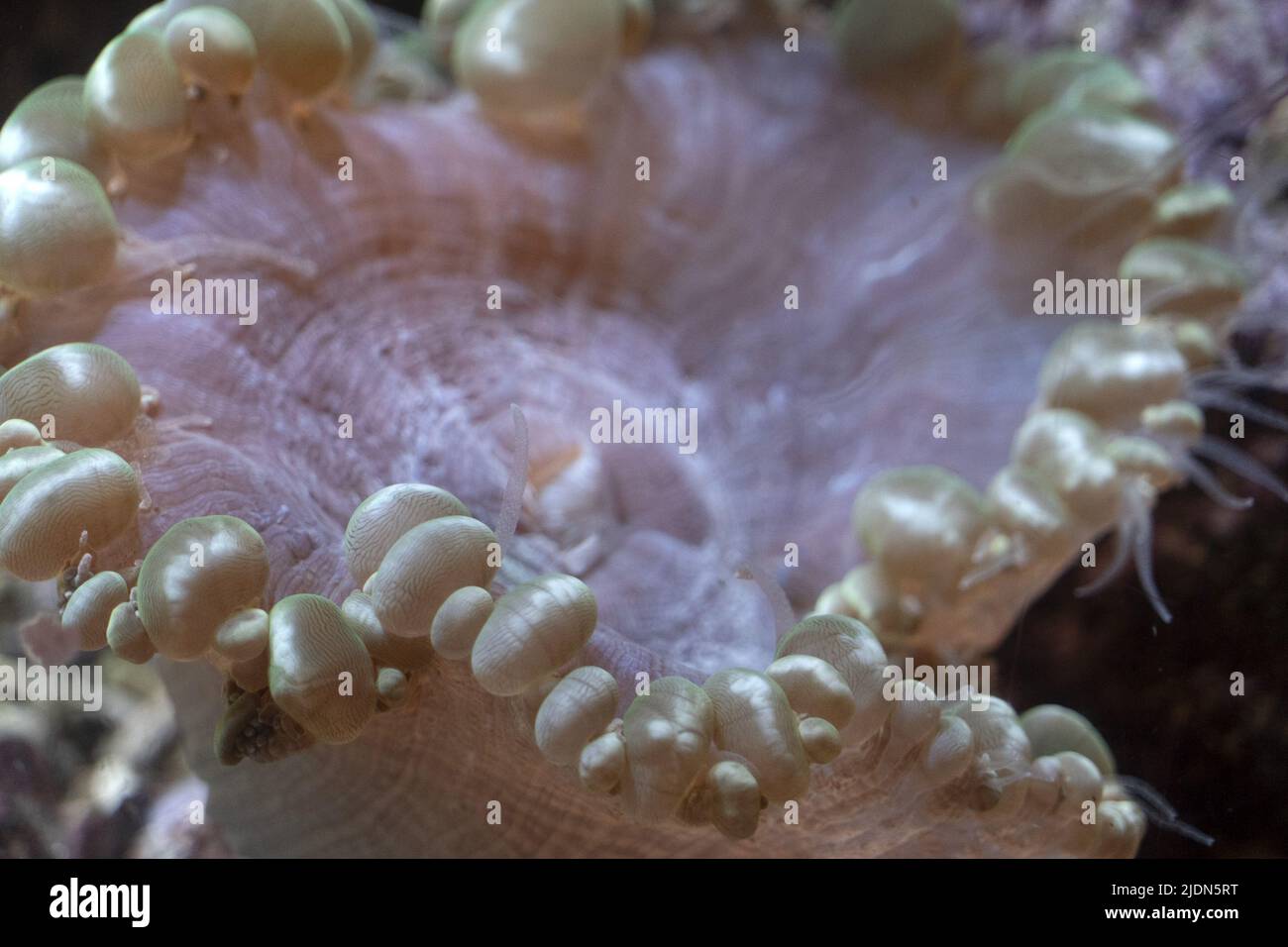 hard coral polyps detail macro Stock Photo