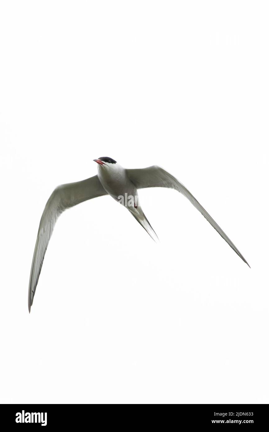 Common Tern (Sterna hirundo) Norfolk GB UK May 2022 Stock Photo