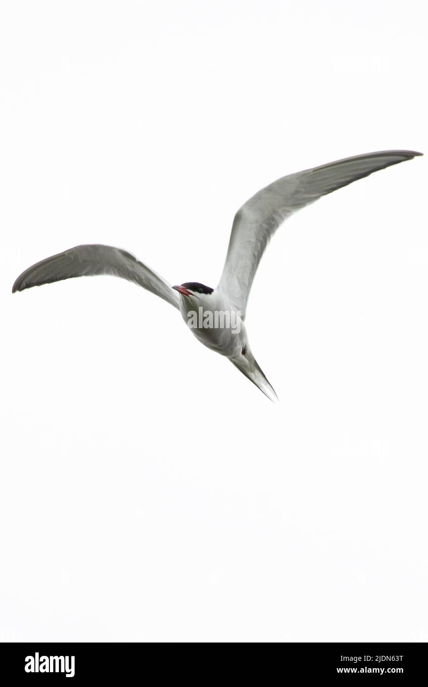 Common Tern (Sterna hirundo) Norfolk GB UK May 2022 Stock Photo