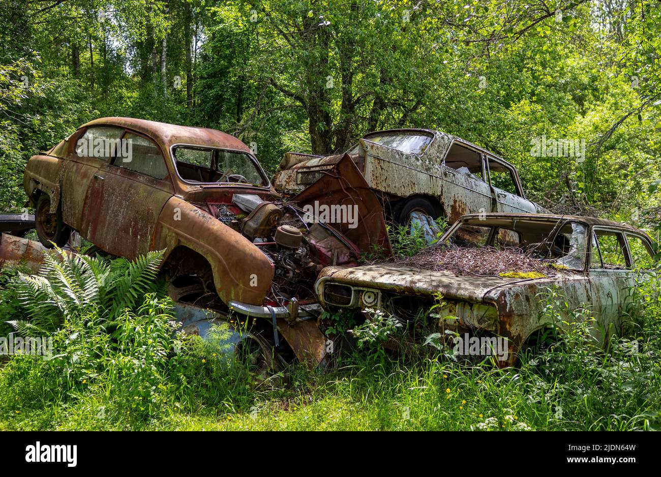 Car wrecks, old cars in Ivan´s Junkyard cementery in Båstnäs, southern