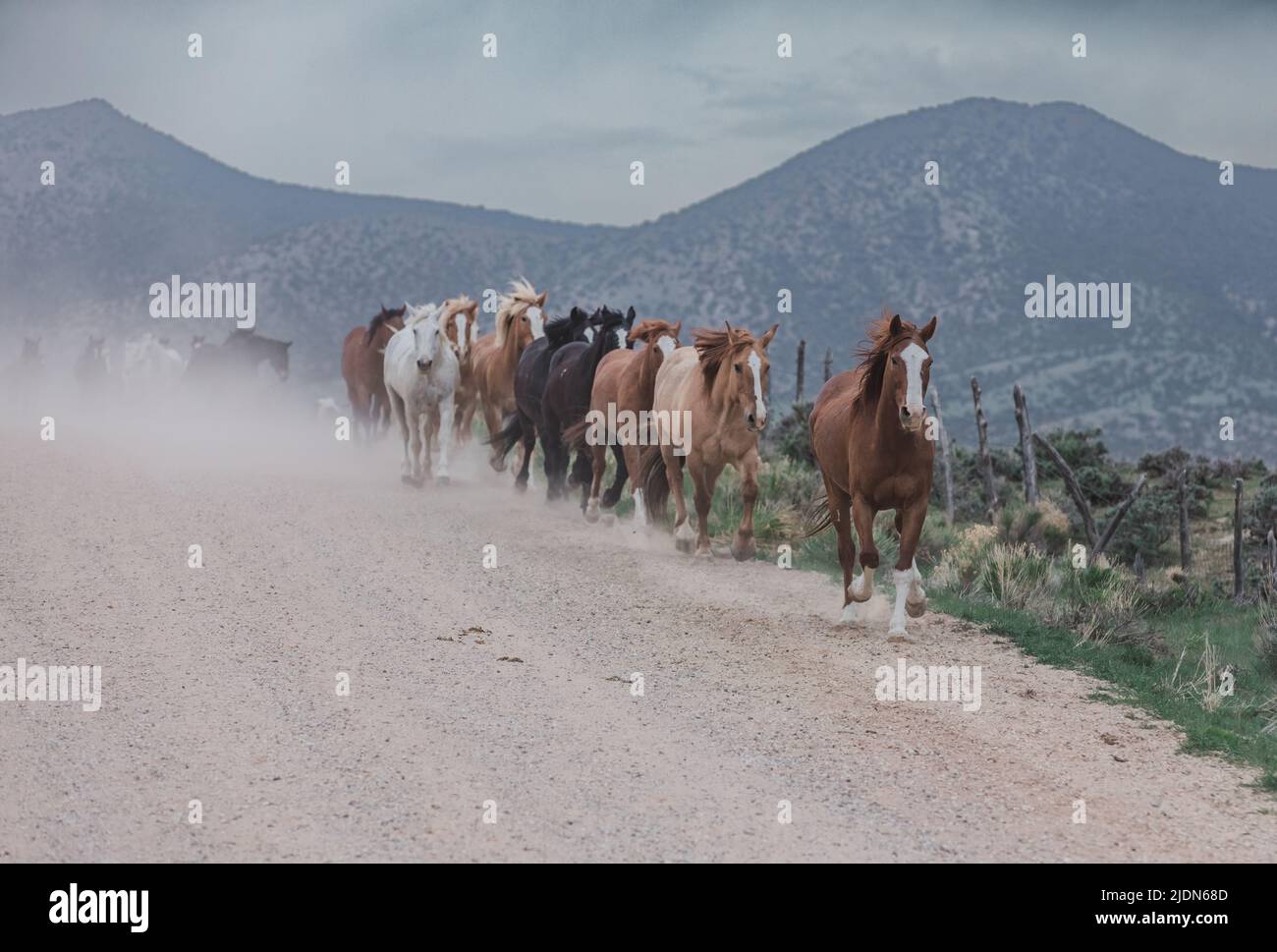 colorful herd of ranch horses running down a dusty road. Being driven ...