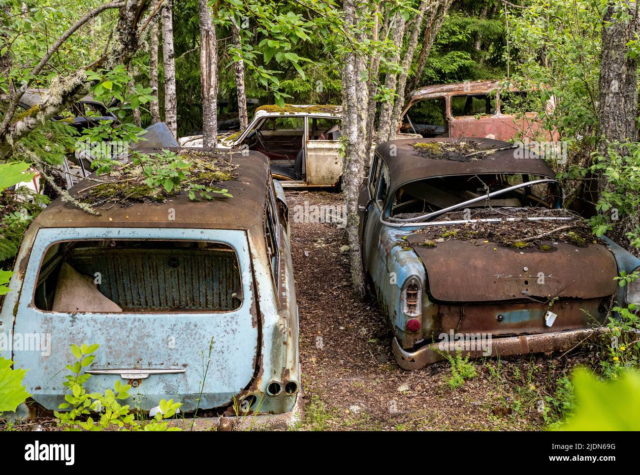 Car wrecks, old cars in Ivan´s Junkyard cementery in Båstnäs, southern