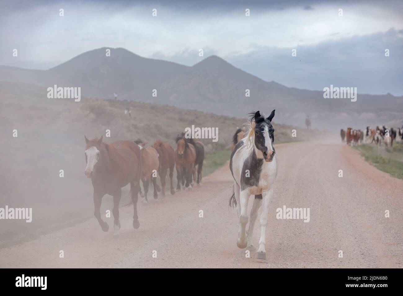 colorful herd of ranch horses running down a dusty road. Being driven to summer pastures. Stock Photo