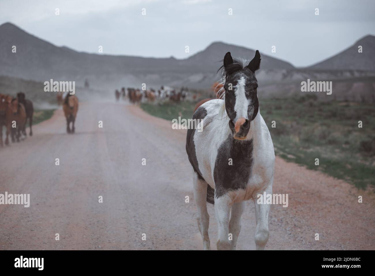 colorful herd of ranch horses running down a dusty road. Being driven ...