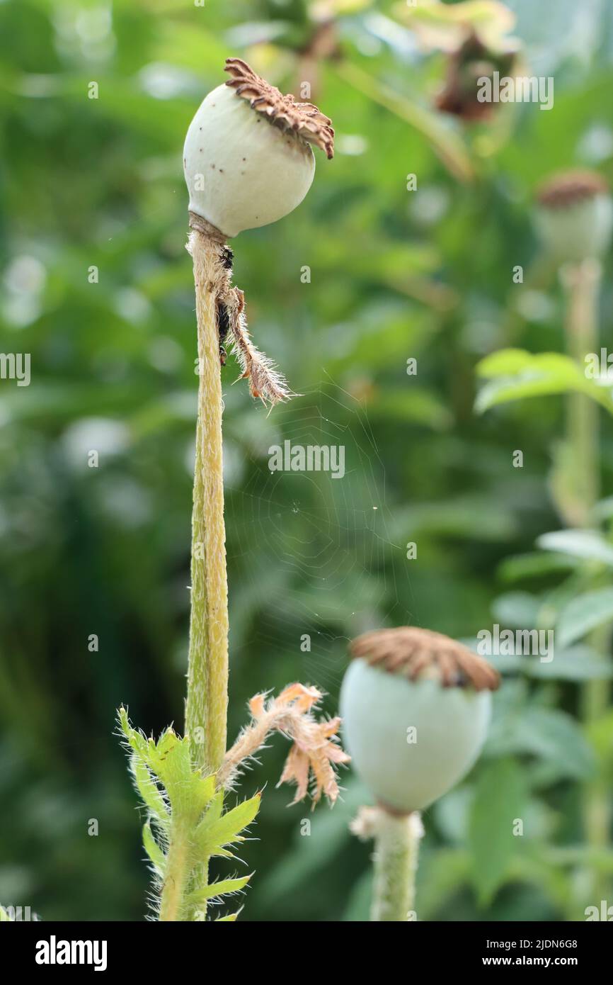 poppy flower in green environment. one poppy mum and one poppy baby with spinder net in between. Stock Photo