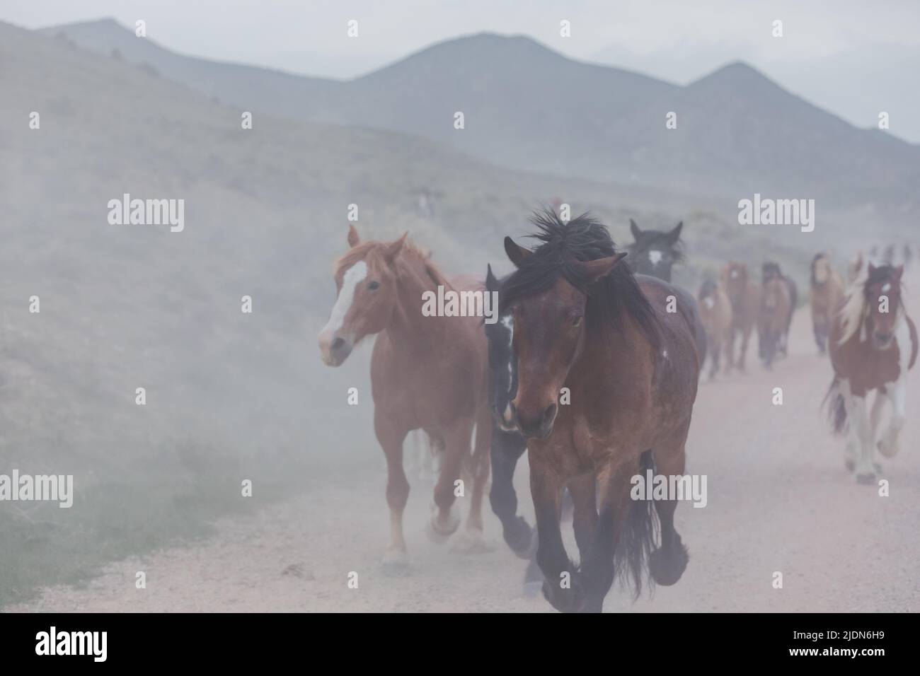 colorful herd of ranch horses running down a dusty road. Being driven ...
