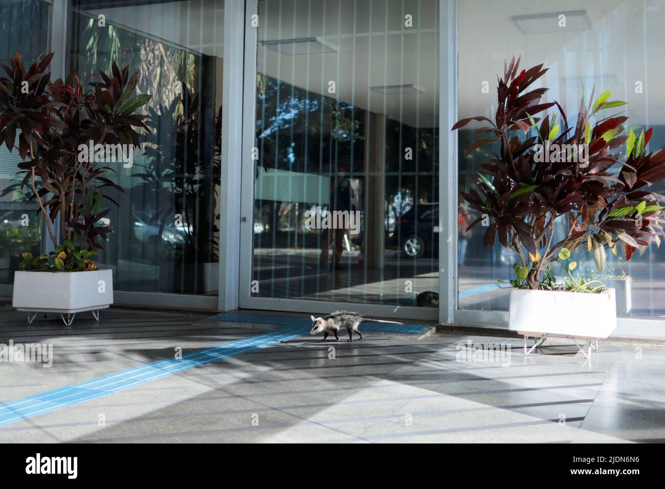 A big-eared opossum walks in front the headquarters of the Ministry of Education in Brasilia, Brazil June 22, 2022. REUTERS/Ueslei Marcelino Stock Photo