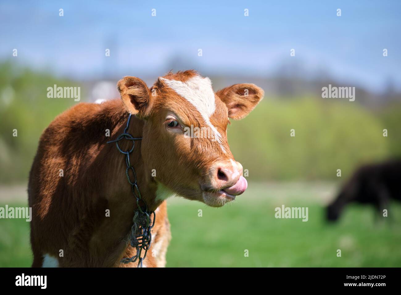 Head portrait of young calf grazing on green farm pasture on summer day ...