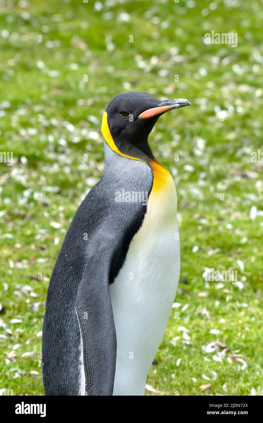 Portrait of a King Penguin on the Falkland Islands. Stock Photo
