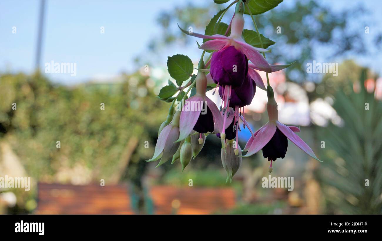 Beautiful flowers of Fuchsia magellanica also known as Hardy fuchsia. Flowering plant in evening primrose family onagraceae. Ornamental garden plant. Stock Photo