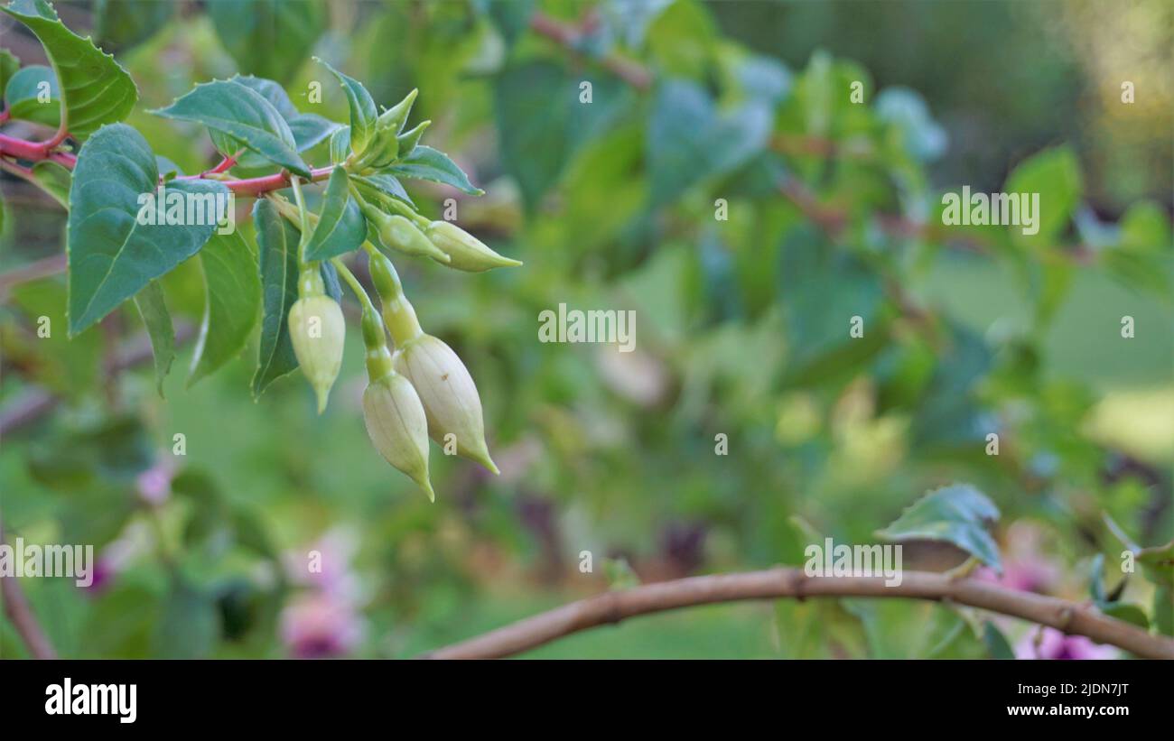 Beautiful flowers of Fuchsia magellanica also known as Hardy fuchsia. Flowering plant in evening primrose family onagraceae. Ornamental garden plant. Stock Photo