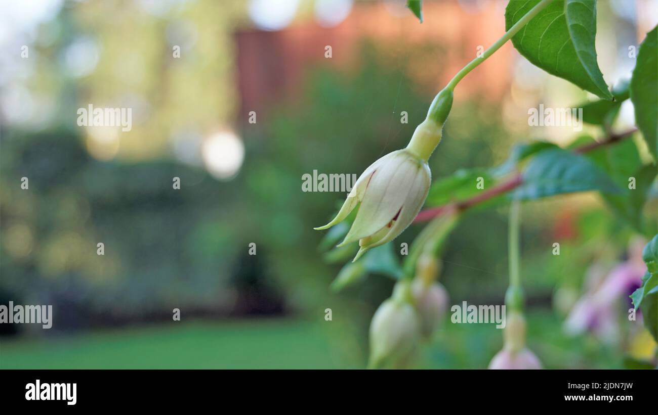 Beautiful flowers of Fuchsia magellanica also known as Hardy fuchsia. Flowering plant in evening primrose family onagraceae. Ornamental garden plant. Stock Photo