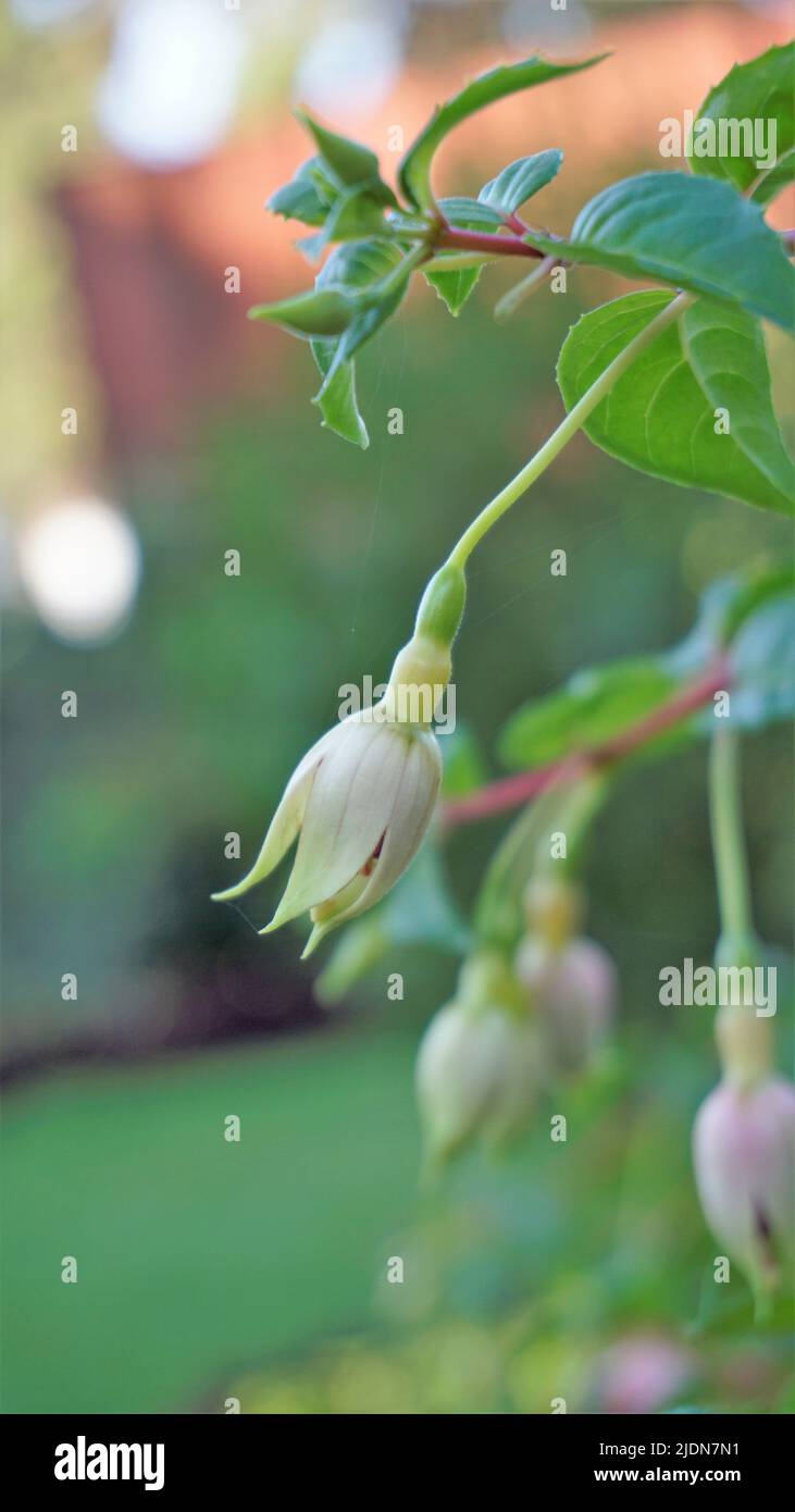 Beautiful flowers of Fuchsia magellanica also known as Hardy fuchsia. Flowering plant in evening primrose family onagraceae. Ornamental garden plant. Stock Photo