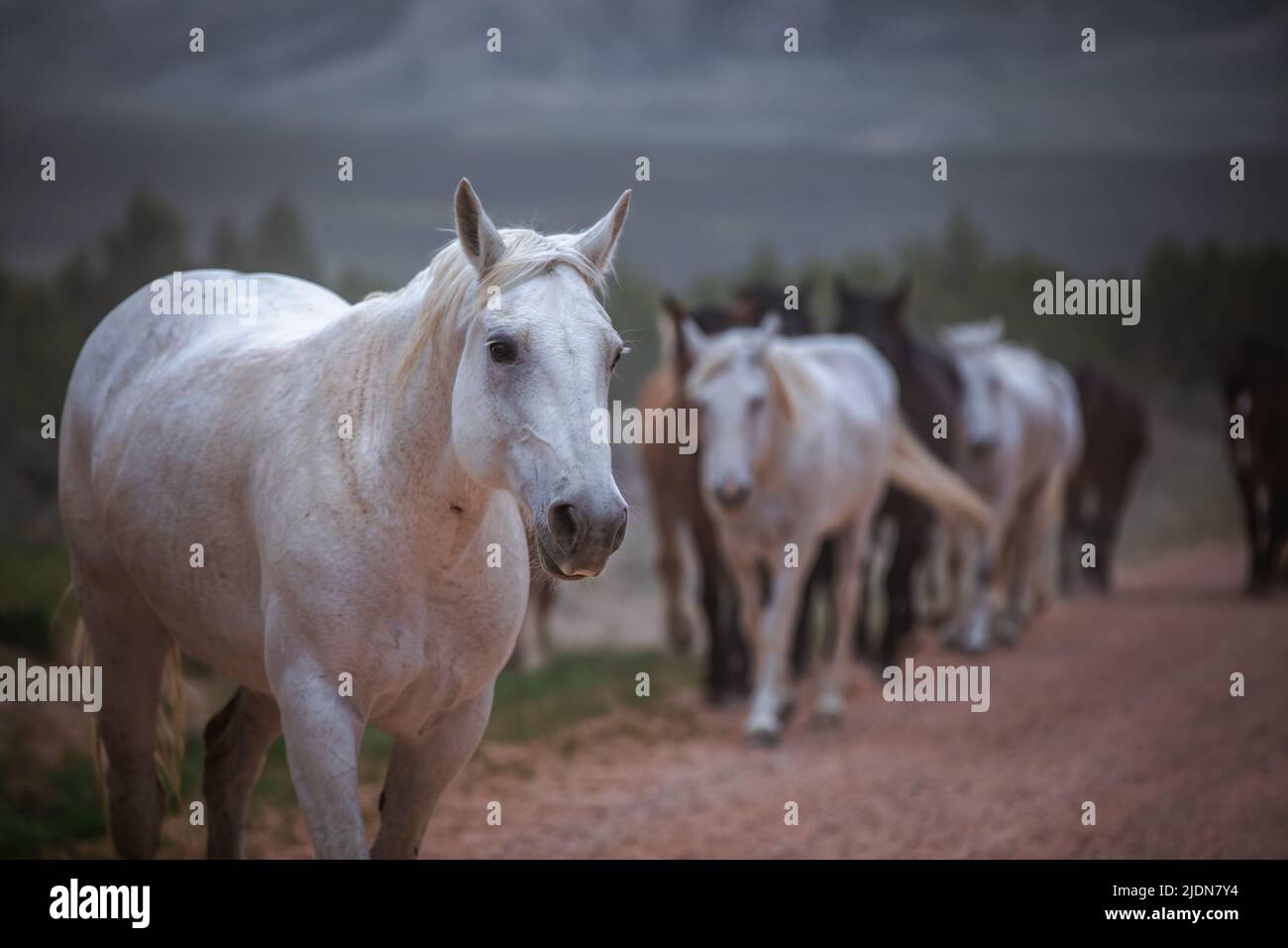 colorful herd of ranch horses running down a dusty road. Being driven ...