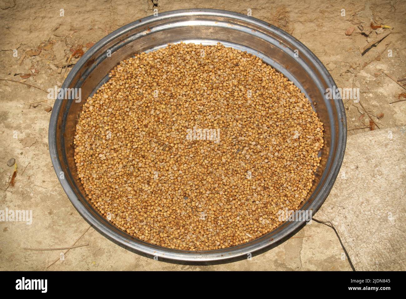 Portrait of coriander seeds. The seeds have been allowed to dry in the sun. Stock Photo