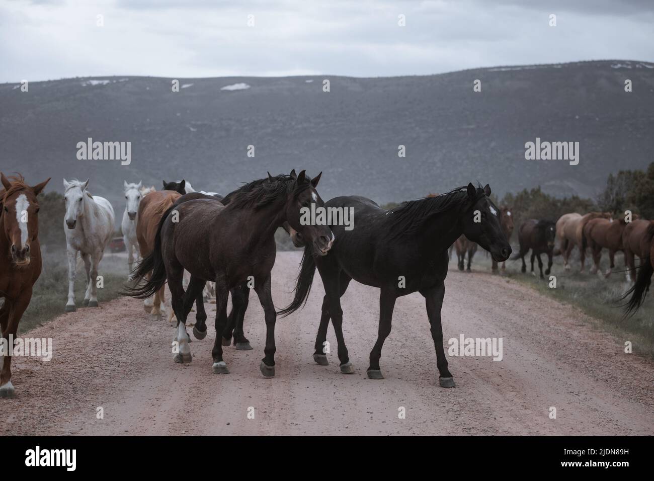 colorful herd of ranch horses running down a dusty road. Being driven to summer pastures. Stock Photo