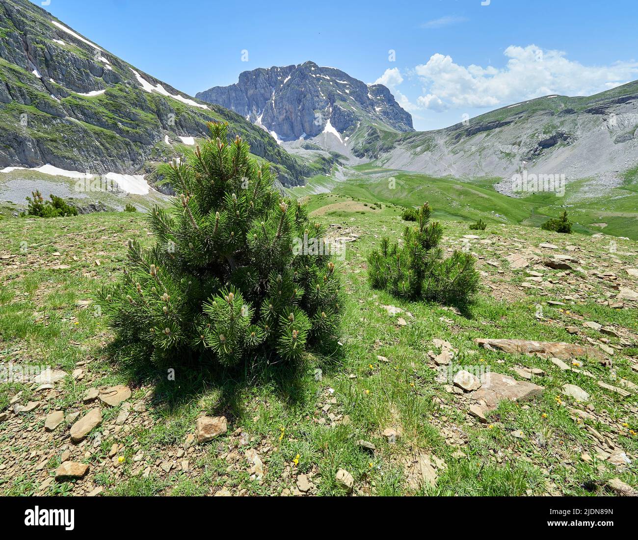 Bosnian Pine saplings Pinus heldreichii growing in alpine pasture at 1800m on Mount Timfi in Epirus Greece with Mount Astraka in the distance Stock Photo