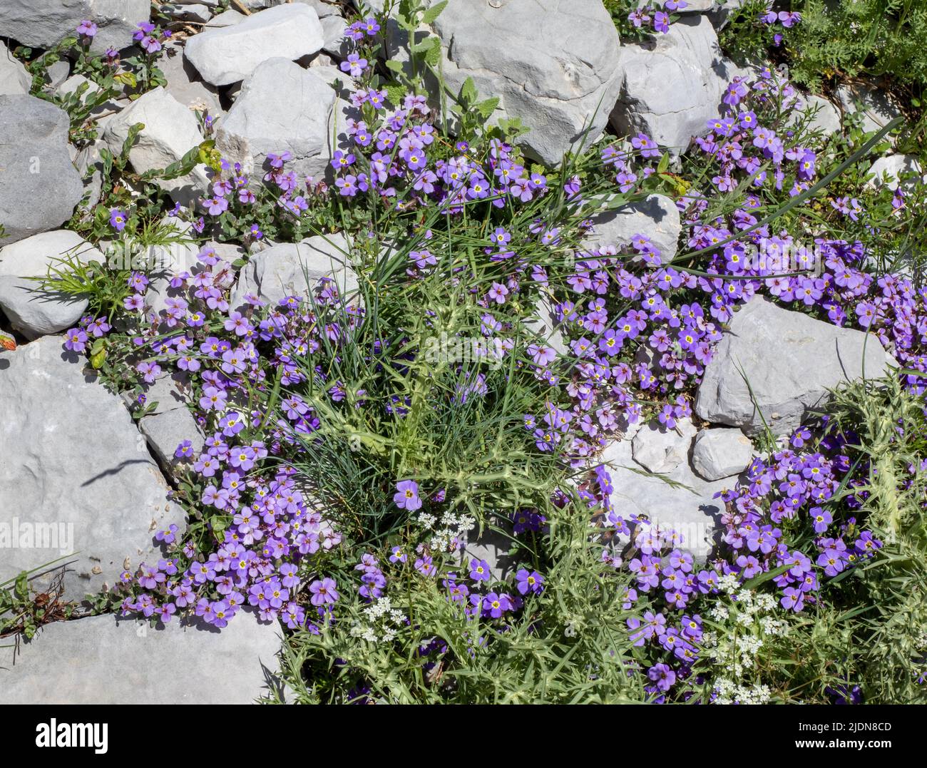 Species of Malcolmia growing amongst karst limestone rubble at 1800m in the Pindus Mountains of Greece on Mount Timfi Stock Photo
