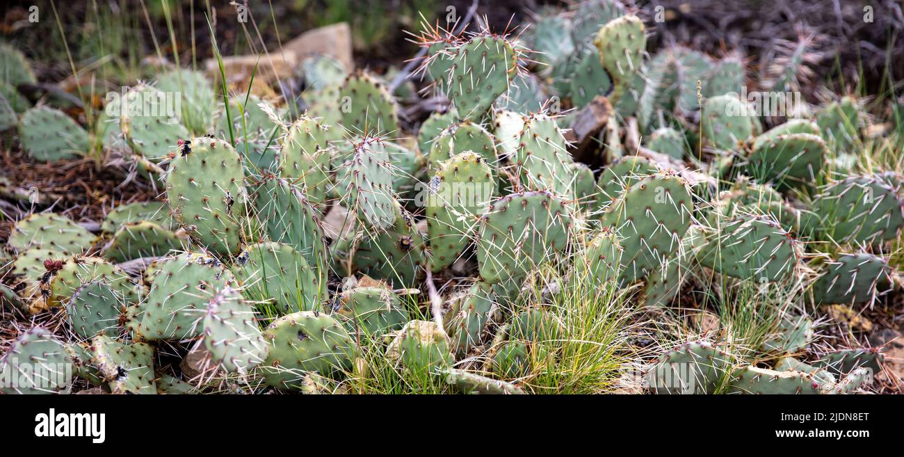 Opuntia, desert Prickly Pear Cactus. Opuntia phaeacantha close up view background, banner. Southwest American desert plant. Stock Photo