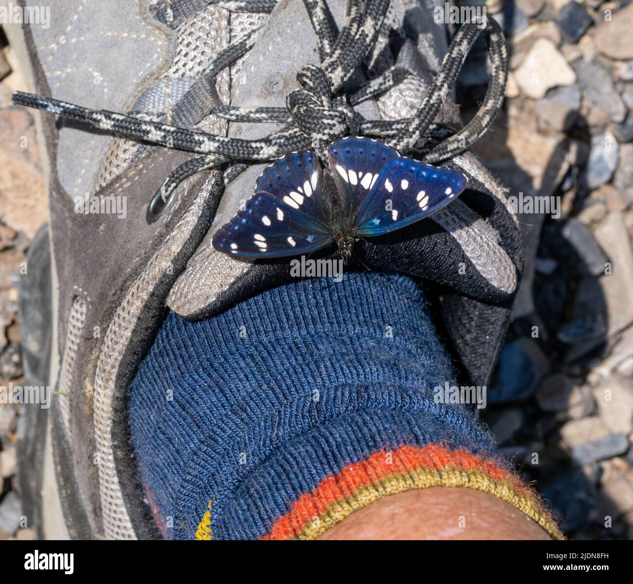Southern White Admiral Limenitis reducta perched on the photographers walking shoes in the Pindus Mountains of Northern Greece Stock Photo