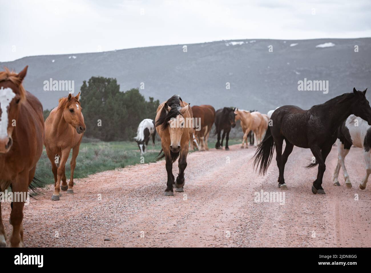 colorful herd of ranch horses running down a dusty road. Being driven to summer pastures. Stock Photo