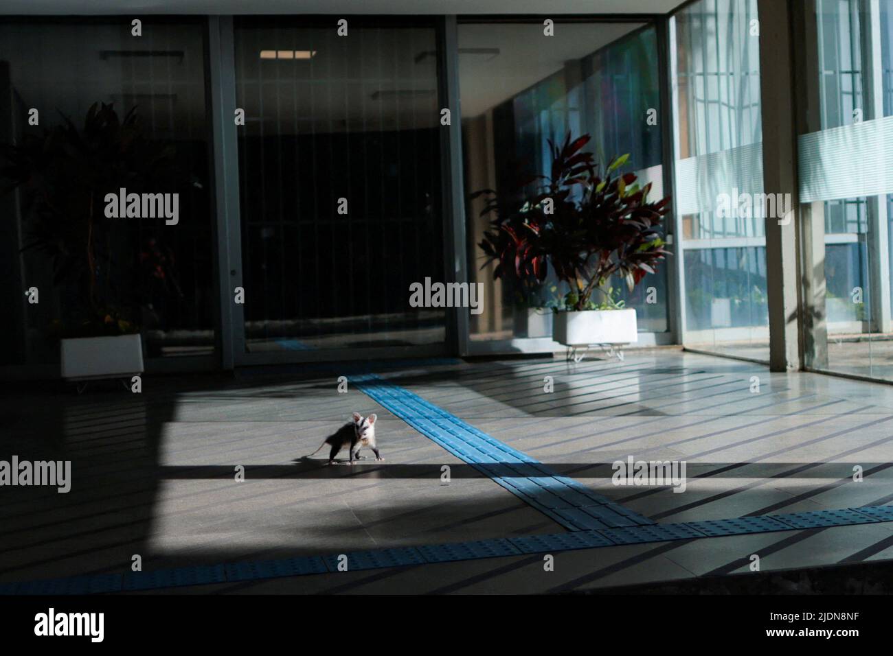 A big-eared opossum walks at the headquarters of the Ministry of Education in Brasilia, Brazil June 22, 2022. REUTERS/Ueslei Marcelino Stock Photo