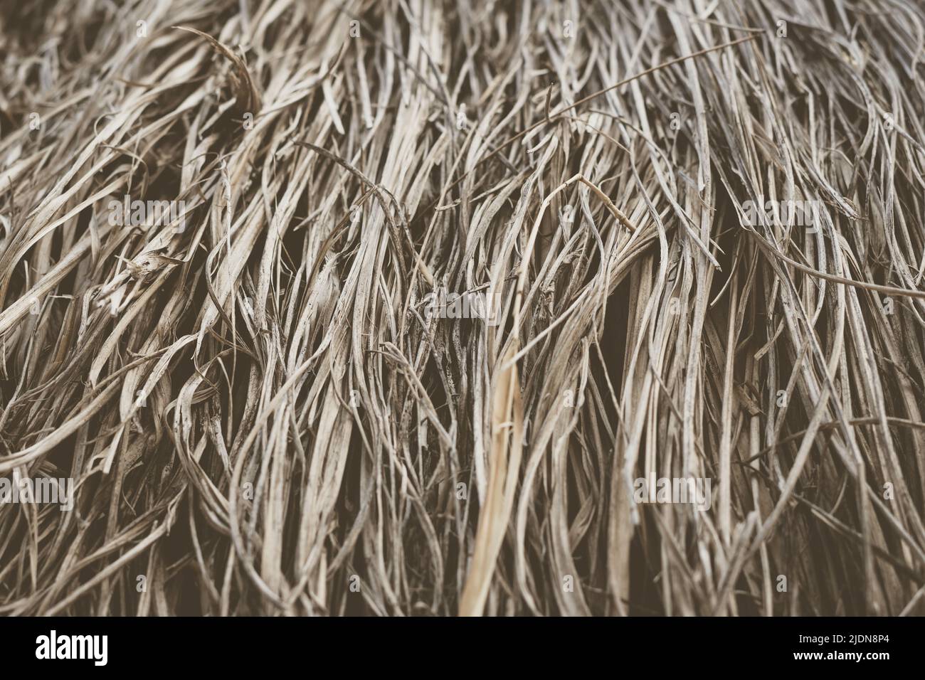 Long dry thin grass, agriculture harvest, pile of hay straw. Texture detail. Association brittle lifeless damage diseased hair. Thatched background Stock Photo